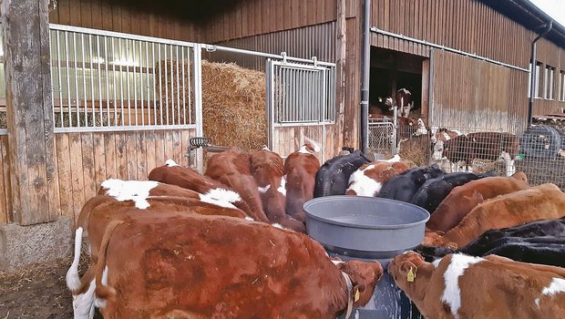 Der Andrang ist gross, wenn Selina Eberhard mit der Milkbar zu den Kälbern kommt.