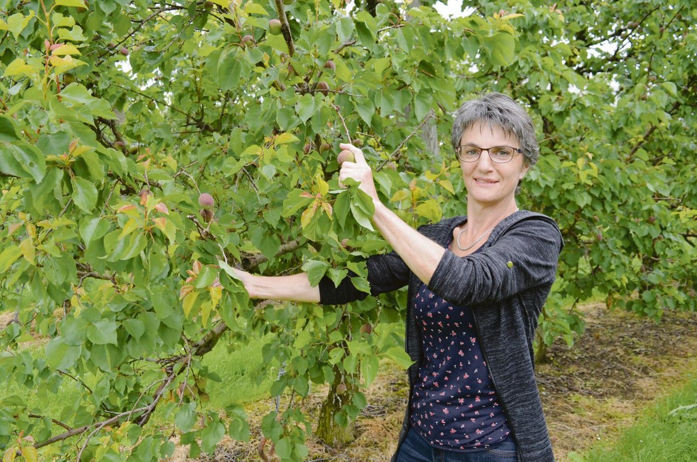 Sybille Stadler verbringt viel Zeit in der Aprikosenanlage. Zur Erntezeit ist sie aber auch stark mit der Direktvermarktung beschäftigt. Sie mag den Kontakt zu den Kunden.(Bild Isabelle Schwander)