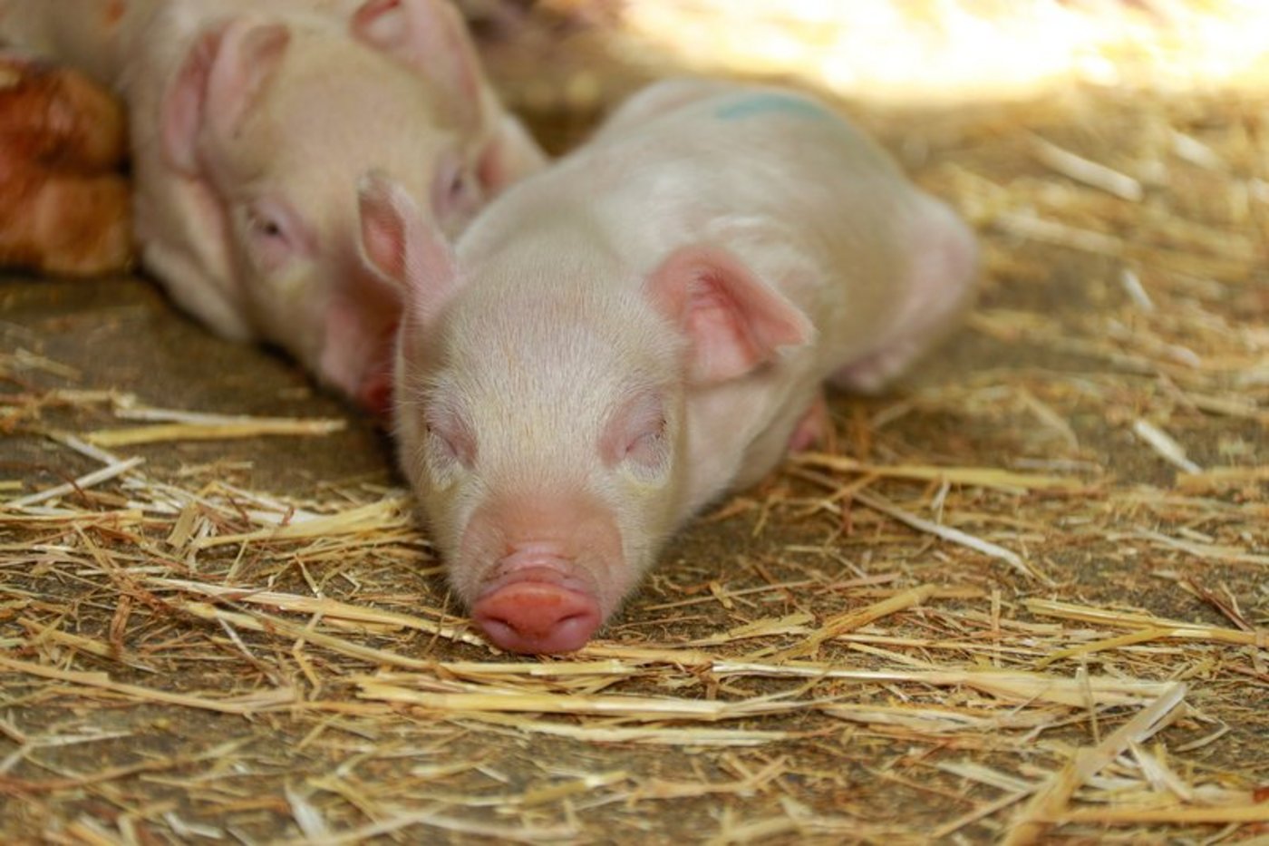 Nach der Trennung von der Mutter sind Ferkel anfällig auf Krankheitserreger. Angepasste Fütterung kann helfen, (Bild BauZ)