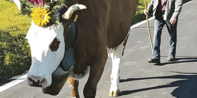 Die 15-jährige, 98-punktige Dario Amarylli von Beat und Werner Dürrenmatt, Riedstätt BE, hat eine aktuelle Lebensleistung von 120 702 kg Milch. Das Bild zeigt sie auf dem Heimweg der Herbstviehschau.(Bild bz)