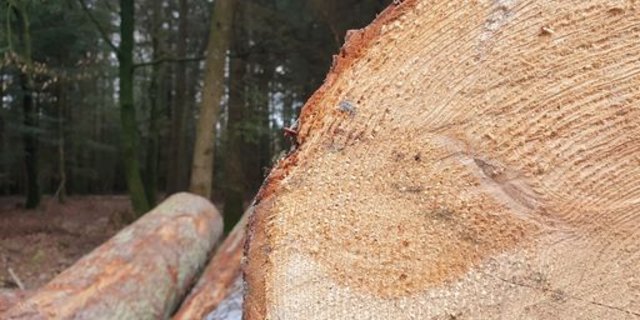 Die Wald- und Holzbranche ist einer der zentralen Pfeiler des Wandels von der erdölbasierten Wirtschaft hin zu einer Bioökonomie, in der nachwachsende Rohstoffe an die Stelle fossiler Ressourcen treten, so Lignum. (Bild ji)