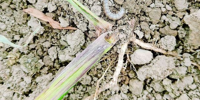 Umgeknickter und teils ausgehöhlter Maisstängel wegen Frassschäden oberhalb des Wurzelbereiches durch die graue Erdraupe. 