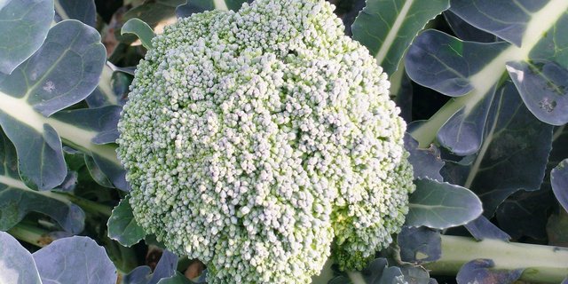 Zellfusionsfreie Brokkolisorten sind auf der Positivliste des FiBL aufgeführt. (Bild Anja Vieweger, FiBL)