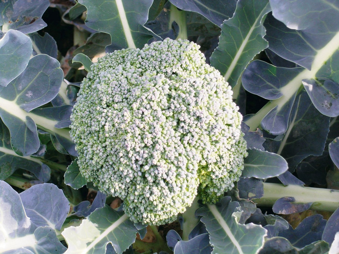 Zellfusionsfreie Brokkolisorten sind auf der Positivliste des FiBL aufgeführt. (Bild Anja Vieweger, FiBL)