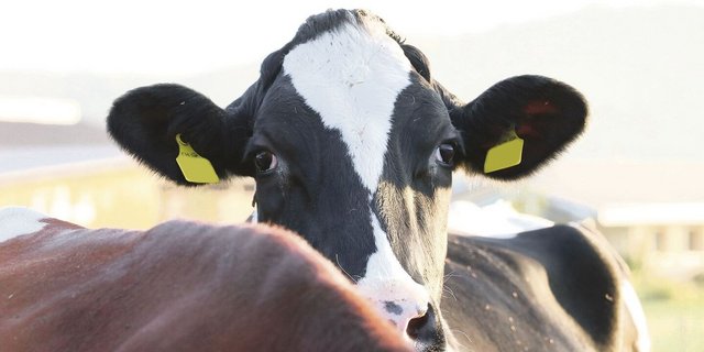 Holstein Switzerland ist dabei, ihre Daten in die Qualitas-Datenbank zu integrieren. «Keine einfache Sache», wie Direktor Michel Geinoz einräumt.