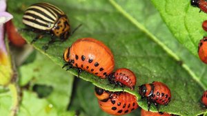 Optimal sollten die kleinen Larven (Stadium 1 und 2) mit Novodor bekämpft werden. Die beiden kleinen roten Larven im Bild würden dem entsprechen.