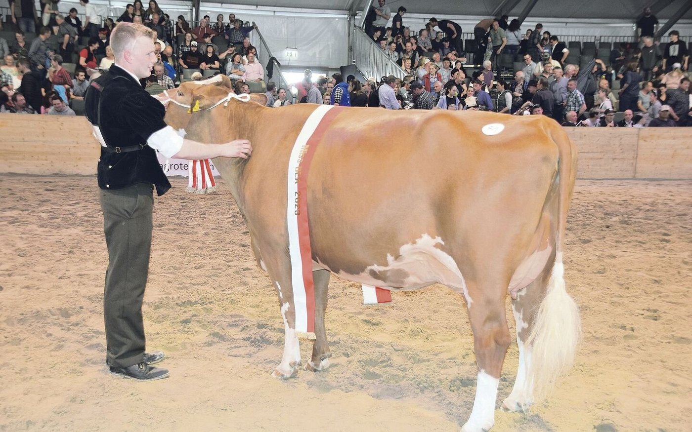 Schwarzbach Aslan Hanova von Urs und Florian Matter aus Rubigen BE anlässlich der Bernischen Eliteschau 2023. Hanova wurde dort Miss SF und zur Miss BEA gekürt. 