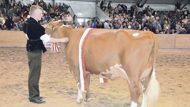 Schwarzbach Aslan Hanova von Urs und Florian Matter aus Rubigen BE anlässlich der Bernischen Eliteschau 2023. Hanova wurde dort Miss SF und zur Miss BEA gekürt. 