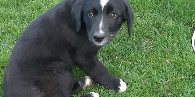 Die Wahl des jungen Hundes sollte in Zusammenhang mit der Aufgabe stehen, die der Hund einmal hat. (Bild aw)