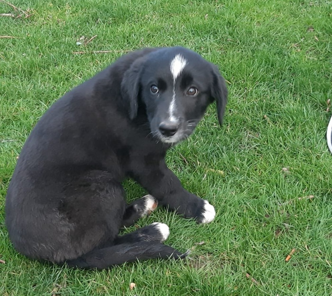 Die Wahl des jungen Hundes sollte in Zusammenhang mit der Aufgabe stehen, die der Hund einmal hat. (Bild aw)