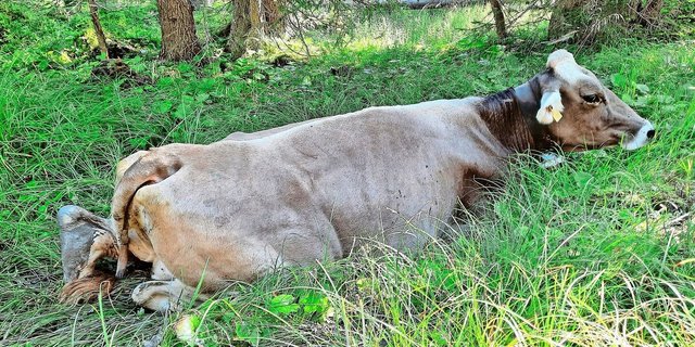 Keine Chance: Kuh Flurin steckt im Schlamm fest. Ohne Bergung durch den Helikopter wird es nicht gehen. Somit ist Flurin die zweite Kuh, die diesen Alpsommer ausgeflogen wird.