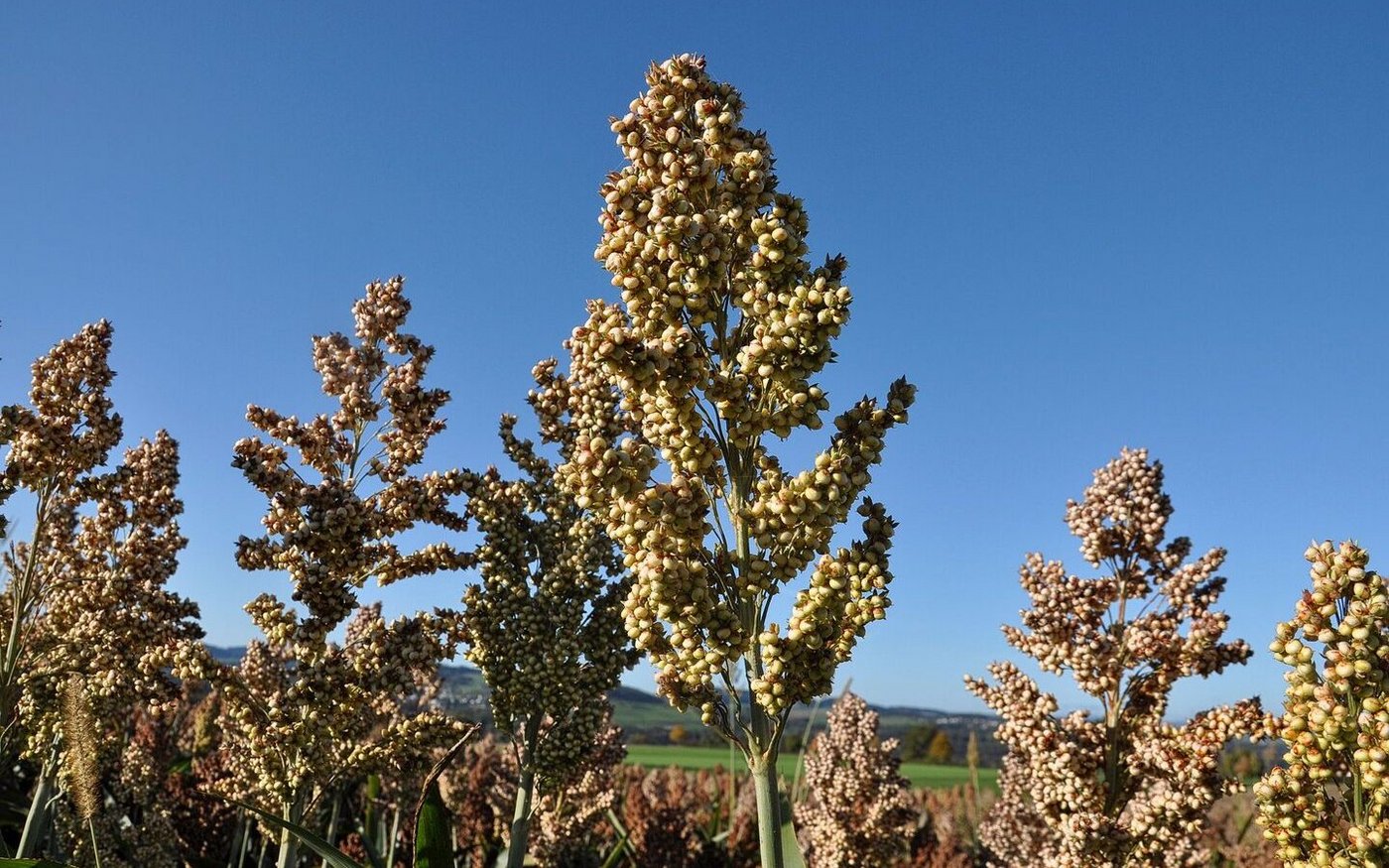 Nischenkulturen wie Sorghumhirse sind nach wie vor ein Risiko – und der Absatz nicht gegen billigere Importe geschützt. 