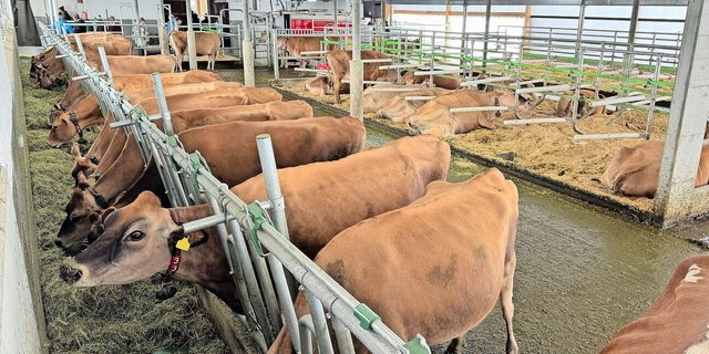 Blick in den lichtdurchfluteten Stall. Die Kühe fressen vom an der Stallseite angebrachten Futterband.  