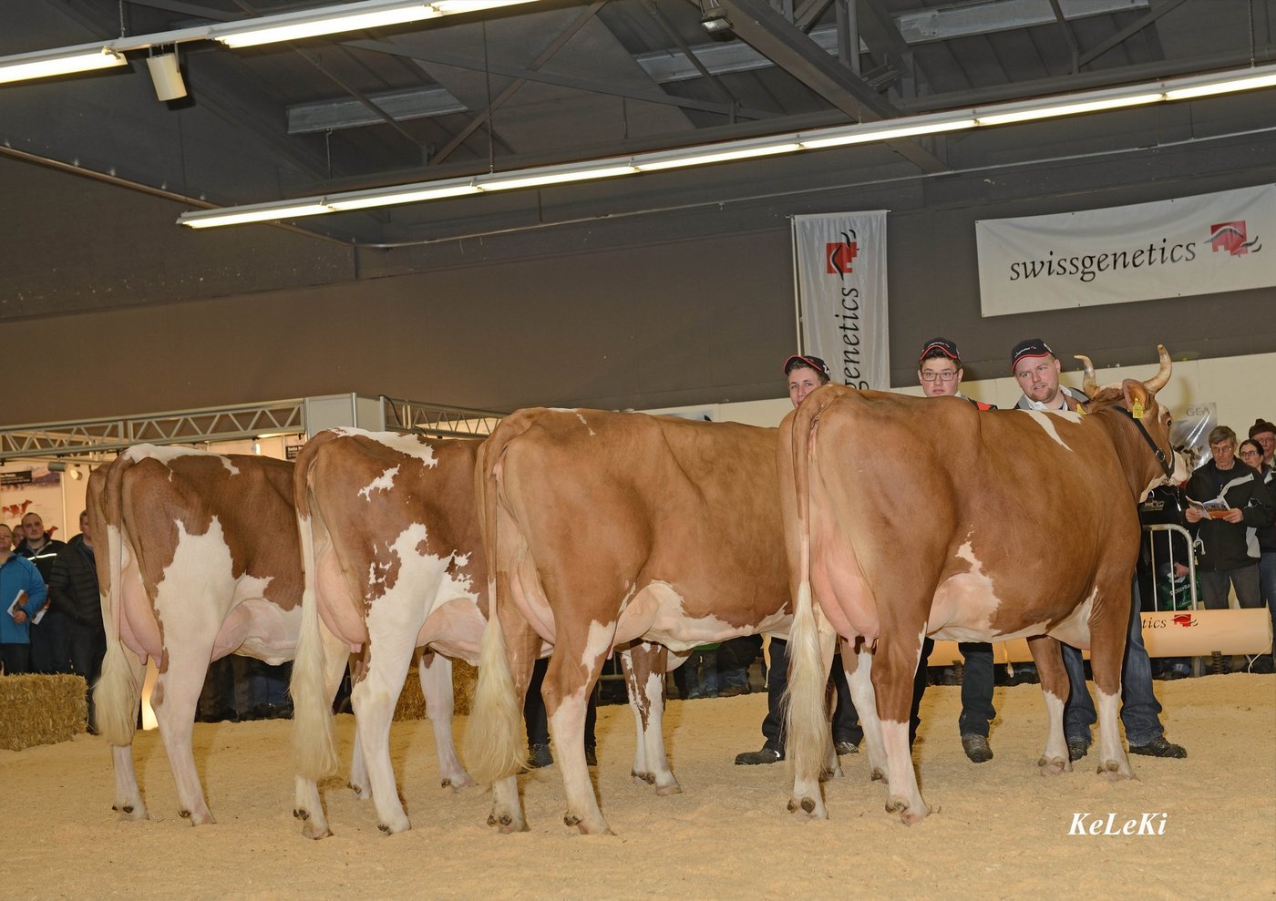Das Jungkuhchampionat würde von Swissgenetics in Zusammenarbeit mit der Simmental Reinzuchtvereinigung SVS und der IG Swiss Fleckvieh in der Thun Expo durchgeführt. (Bild Swissgenetics)