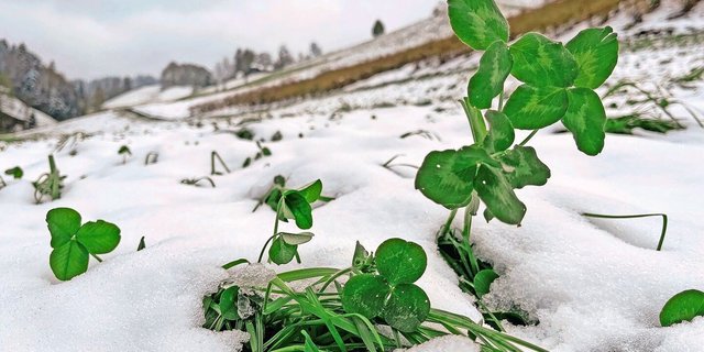 Die Futterbestände sind zum Glück noch jung: Die Gräser werden sich aufrichten und den winterlichen Rückschlag wahrscheinlich kompensieren können.