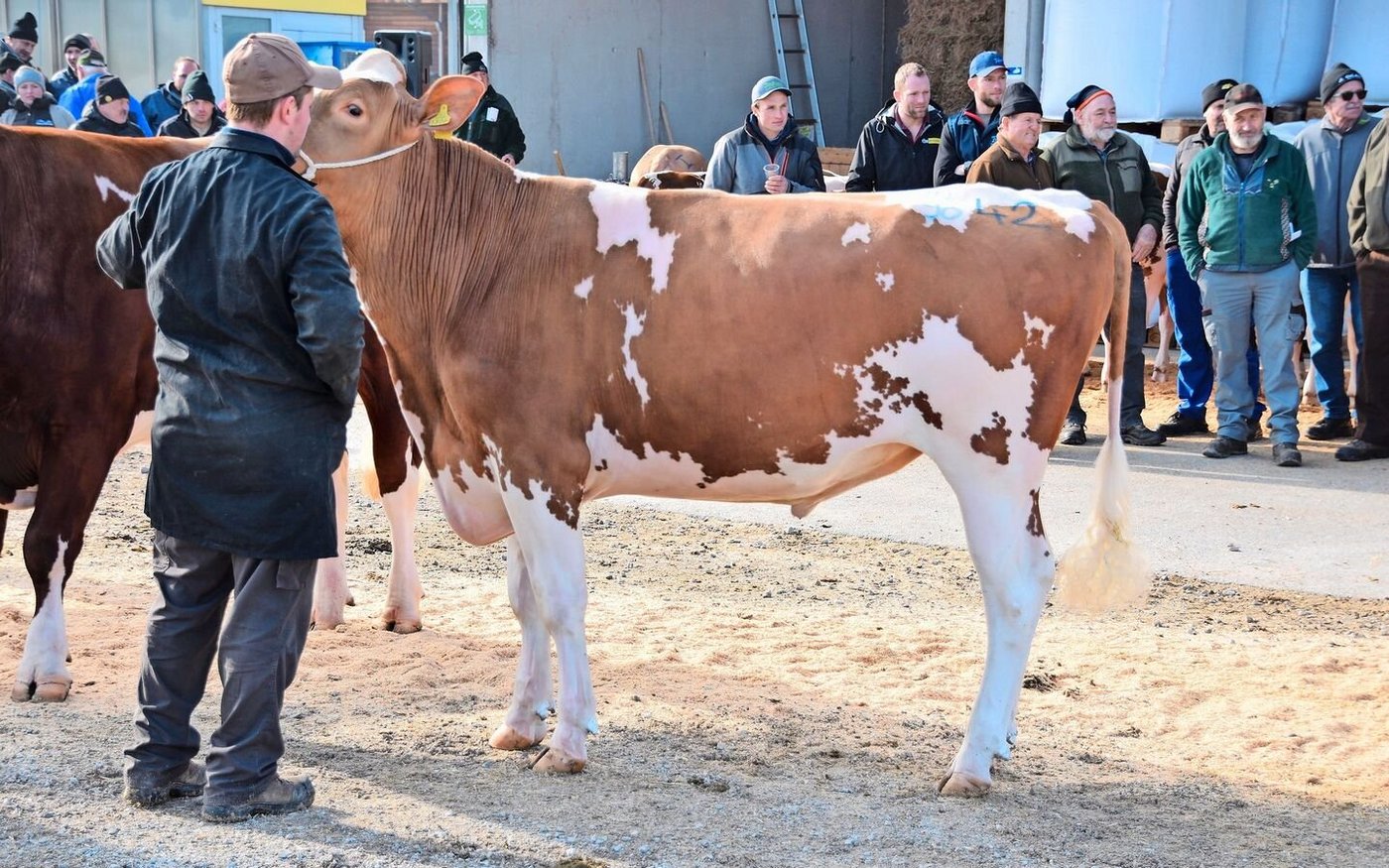 Mister wurde Aslan Leonardo, BZG Zahn/Herren, Wünnewil, im Mitbesitz von Samuel und Ueli Künzi aus Blausee-Mitolz.  