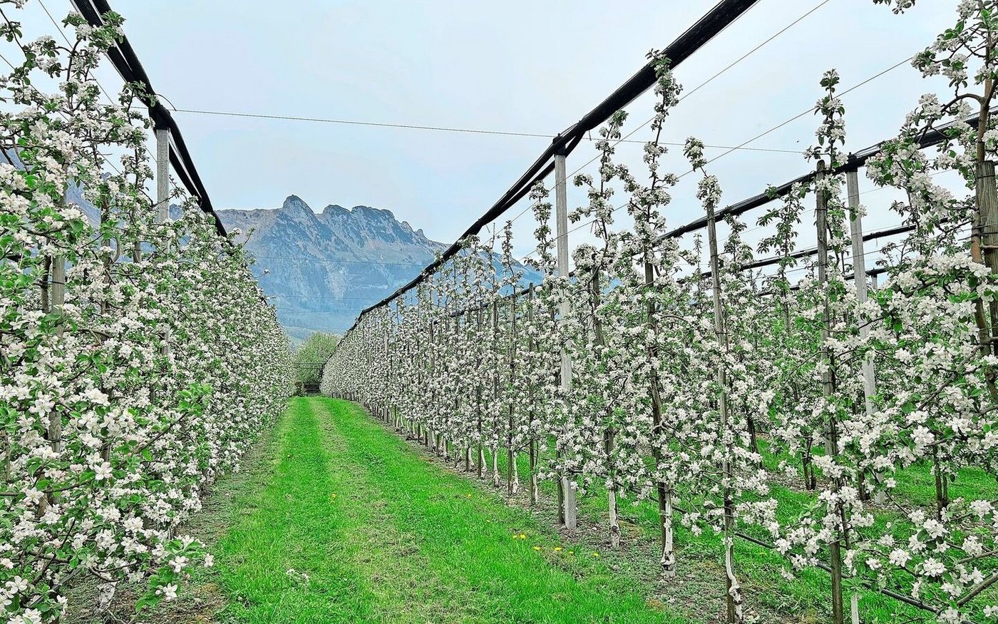 Frühling, wenn die Bäume in den Anlagen blühen, ist die schönste Zeit im Jahr, findet Lukas Vetsch. 