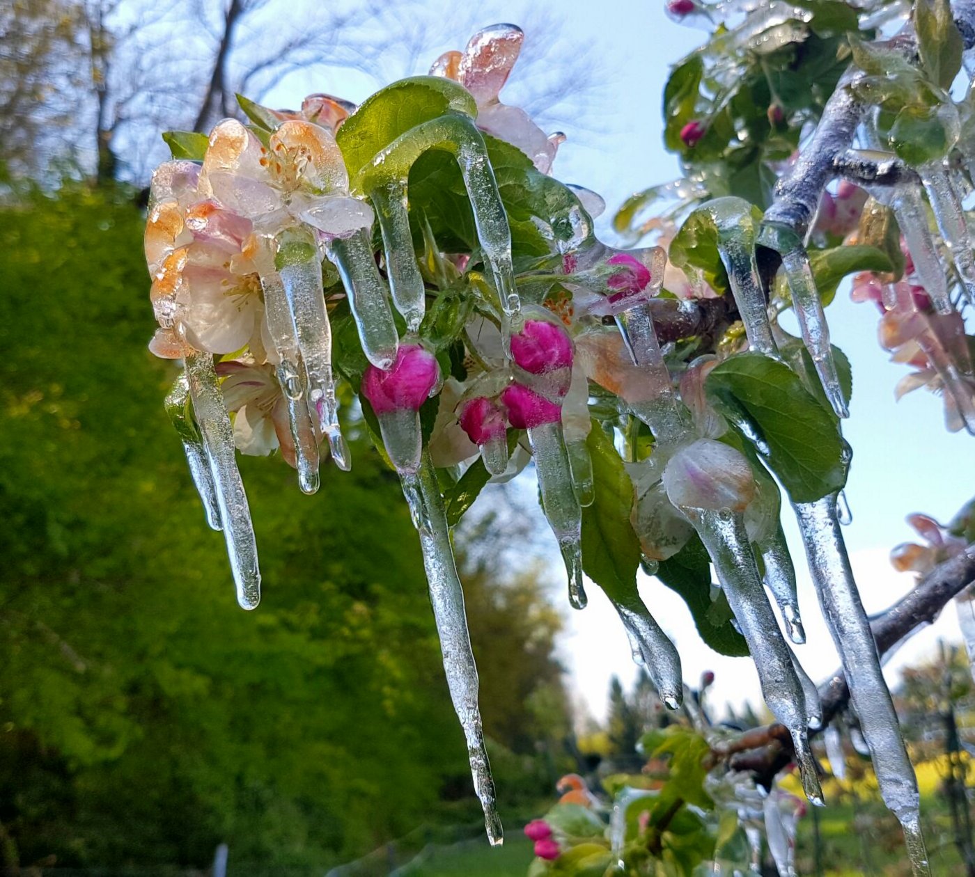 Die Frostnächte von Ende April 2017 werden wohl noch lange in Erinnerung bleiben. (Bild ji)