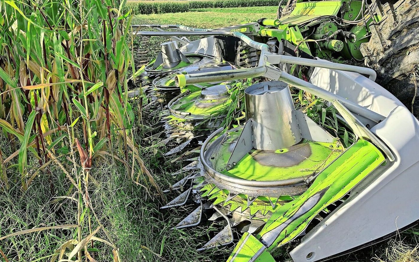 Hohe Schlagkraft: In Altishofen LU stand der achtreihige Claas Häcksler von Lohnunternehmer Arnold aus Richenthal LU im Einsatz. 