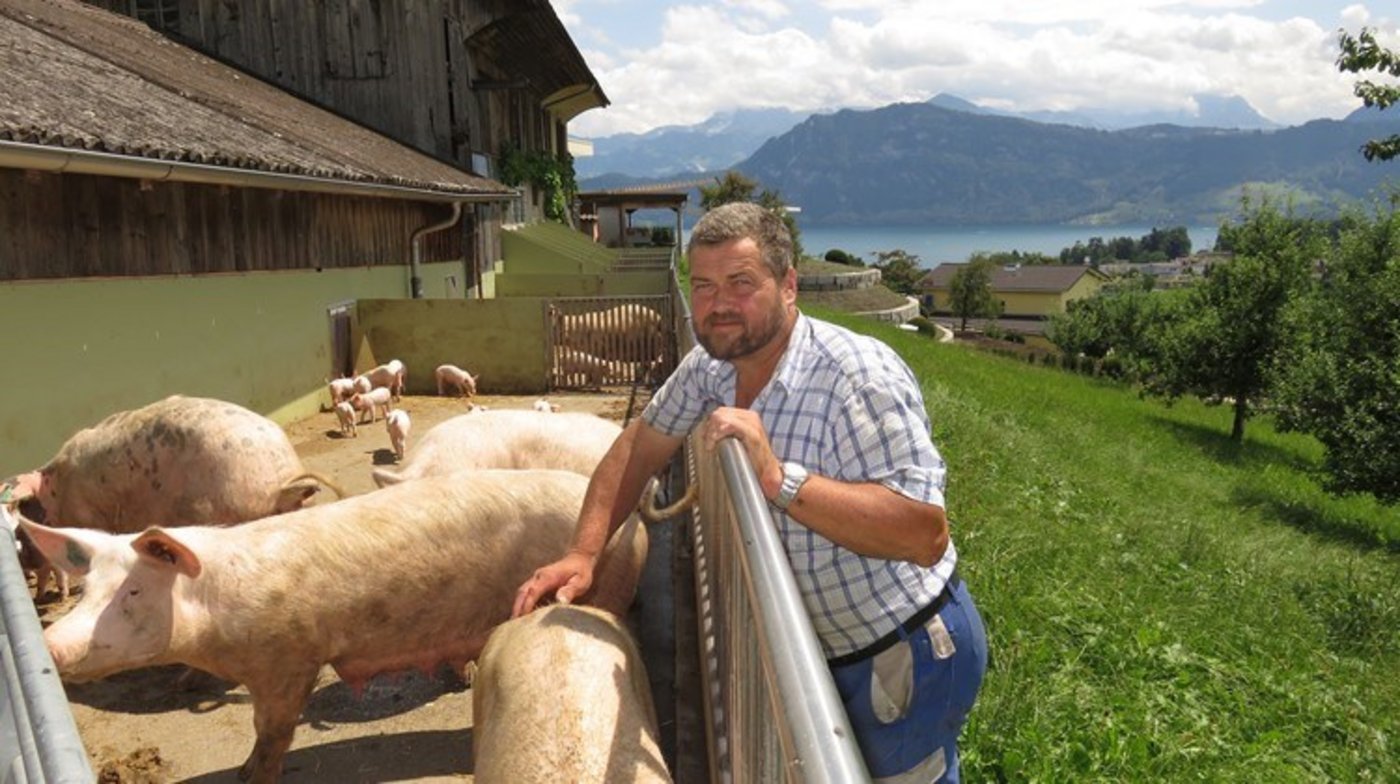 Eine Zwischenlösung mit Freilandschweinen in mobilen Iglus auf dem Betrieb der Familie Hofer in Meggen LU kommt nun nicht zustande. (Archivbild js)