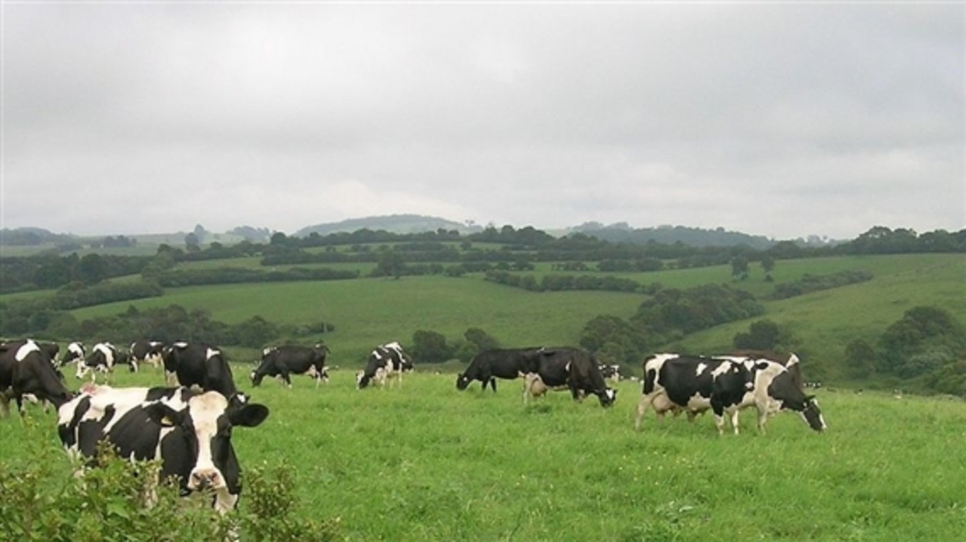 Milchkühe in Australien. (Bild Cgoodwin) 