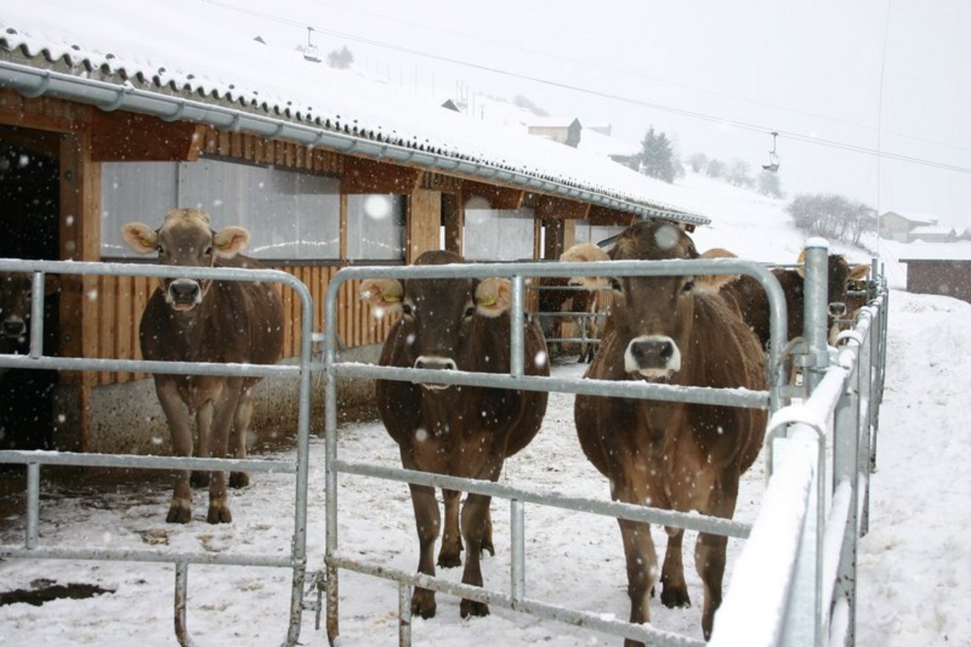 Das neue Modul dient der Dokumentation der Bewirtschaftung von Grünlandparzellen und des Auslaufs der gehaltenen Nutztiere. (Symbolbild BauZ) 
