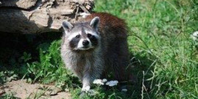 Der amerikanische Waschbär gehört zu den invasiven nicht einheimischen Tieren. Solche Arten können einheimische Tiere und Pflanzen verdrängen. (Bild Pixabay)