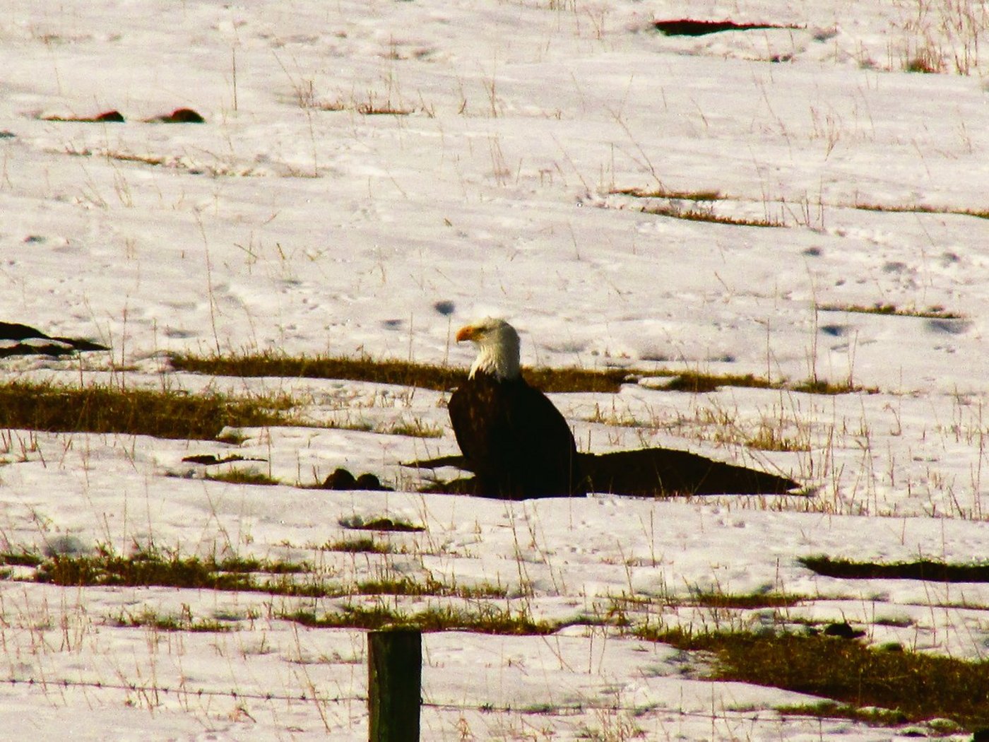 Jeden Frühling statten die Weisskopfseeadler Familie Ruckstuhl einen Besuch ab. Die Vögel jagen im Flachland nach Nagetieren, sogenannten «Gophern».(Bild Alexandra Ruckstuhl