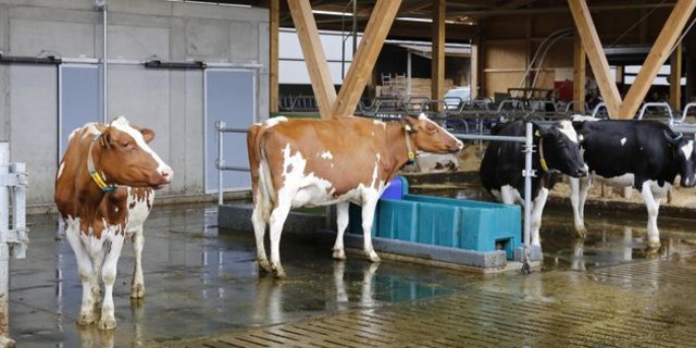 Tierhaltung bedeutete Aufwand und Verantwortung. (Bild ji)