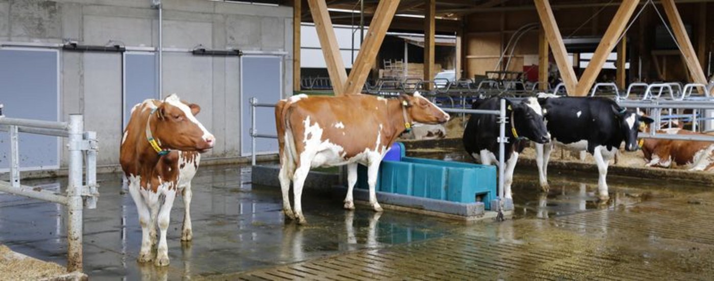 Tierhaltung bedeutete Aufwand und Verantwortung. (Bild ji)