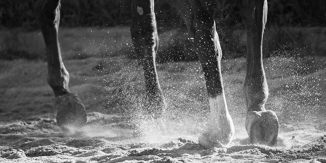 Die Reiterin kam nach dem Sturz unter die Hufe ihre Pferdes und erlitt tödliche Verletzungen. (Symbolbild Pixabay)