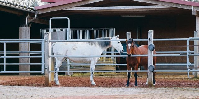 In Chantal Müllers Aktivstall leben die Pferde permanent in der Gruppe, das Haltungssystem animiert zu Bewegung.