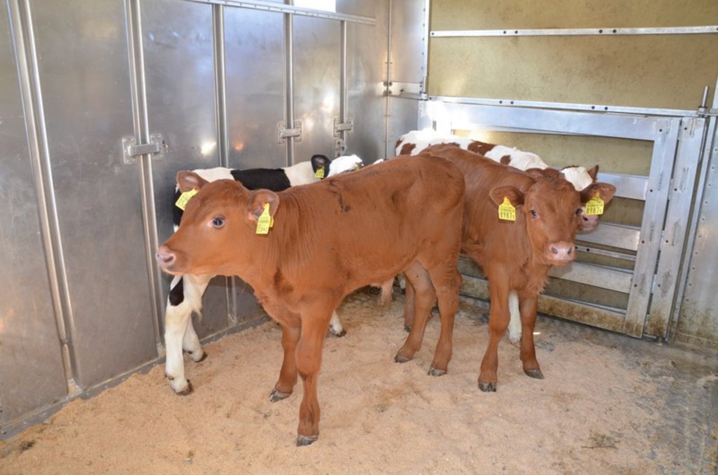 Die Transport- und Fahrzeit bei Viehtransporten sind nicht mehr identisch, was für Verunsicherung sorgt. (Symbolbild Aline Küenzi)