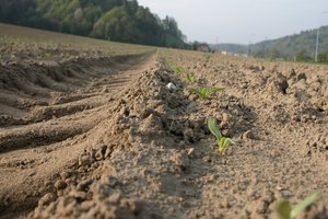 Ackerbau im Frühling