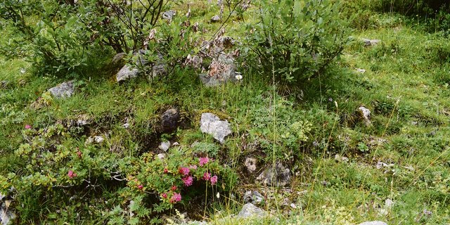 Artenvielfalt auf Alpweiden ist kein Zufall, sondern das Resultat angepasster Beweidung. Und es ist wichtig, dass aufkommende Gebüsche zurückgedrängt werden, damit sie nicht überhand nehmen. (Bilder BauernZeitung/Daniela Joder)