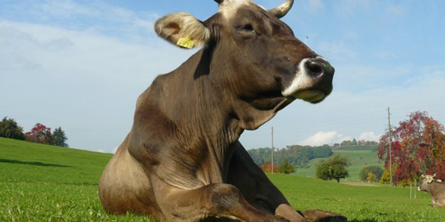 Bei Biokühen werden nicht so schnell gesexte Samendosen zum Einsatz kommen. (Bild lid)