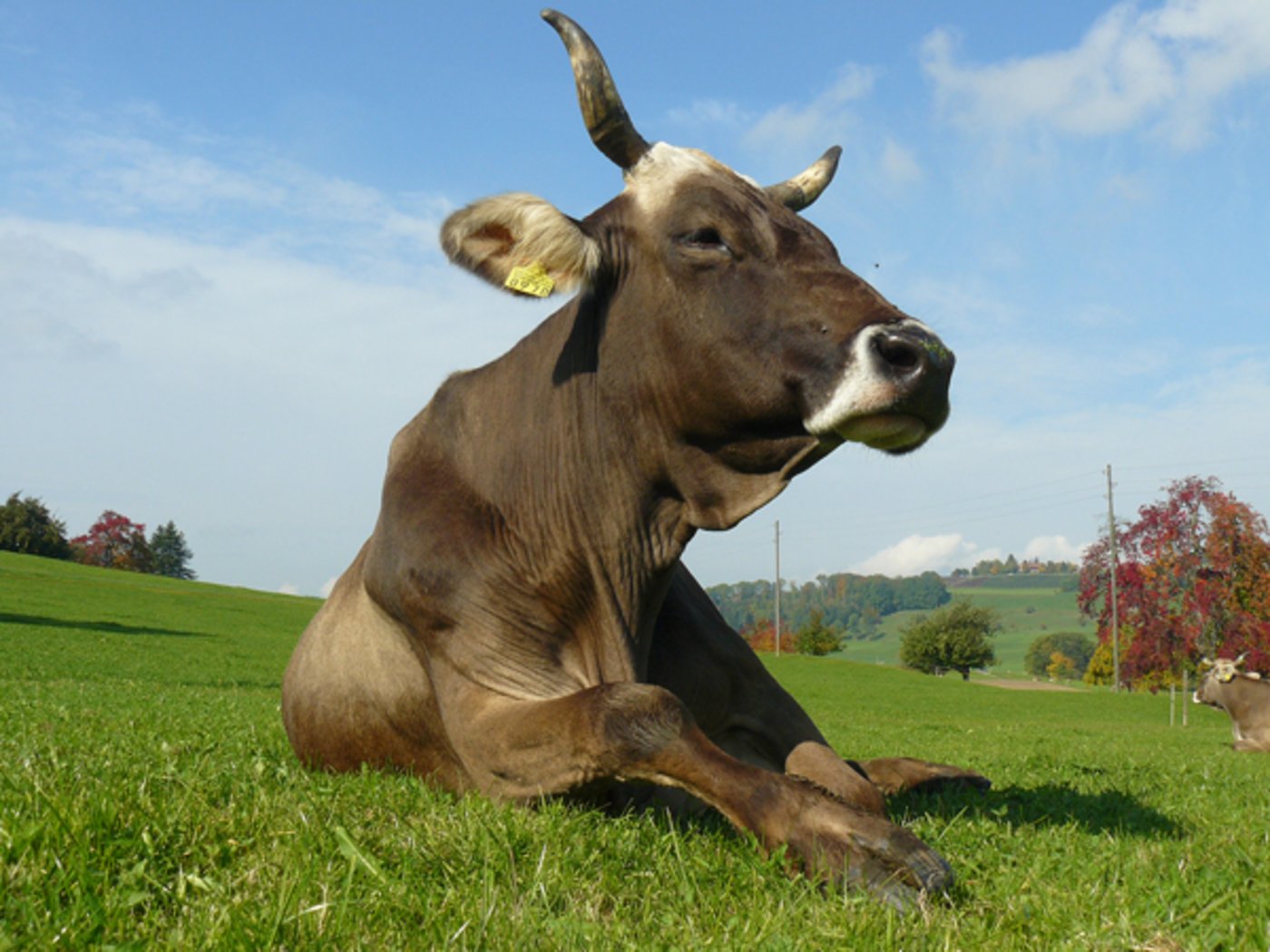 Bei Biokühen werden nicht so schnell gesexte Samendosen zum Einsatz kommen. (Bild lid)