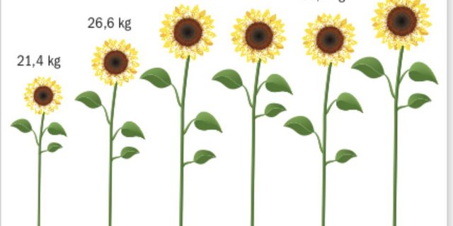 Die Erträge 2020 bei den Sonnenblumen liegen mit geschätzten 33 Kilo je Are (Umfrage BauZ) über den Vorjahren. (Grafik BauZ)