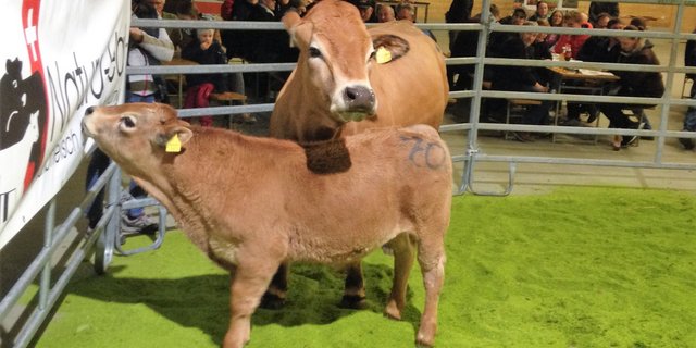 Limousin Kuh mit Kalb, die teuerste der Rasse, vom Betreib Martin-Meylan. (Bild zVg)