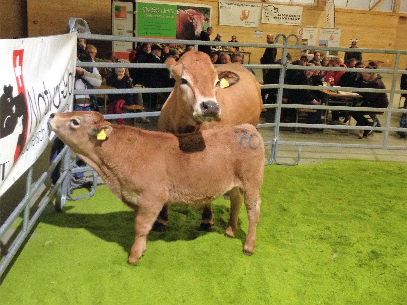 Limousin Kuh mit Kalb, die teuerste der Rasse, vom Betreib Martin-Meylan. (Bild zVg)
