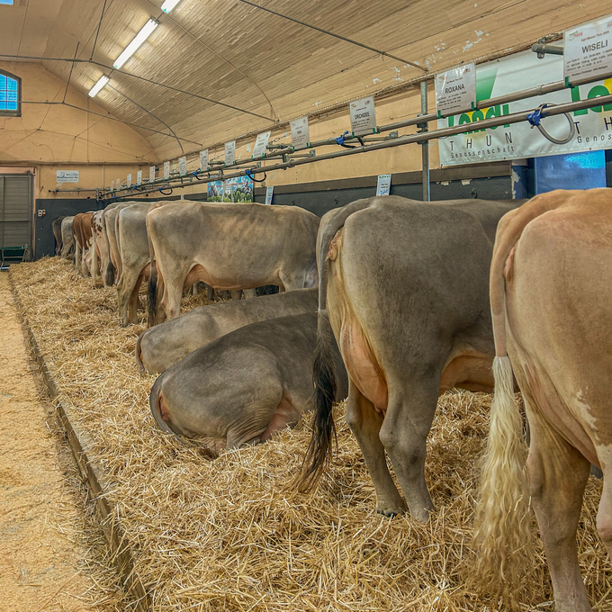 Noch vor dem Start der Messe stehen die Kühe bereit und fühlen sich wohl im Stroh. 