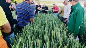 Die Schaffhauser Getreidesaatgutvermehrer im betreuten Sortenanbauversuch in Dörflingen.