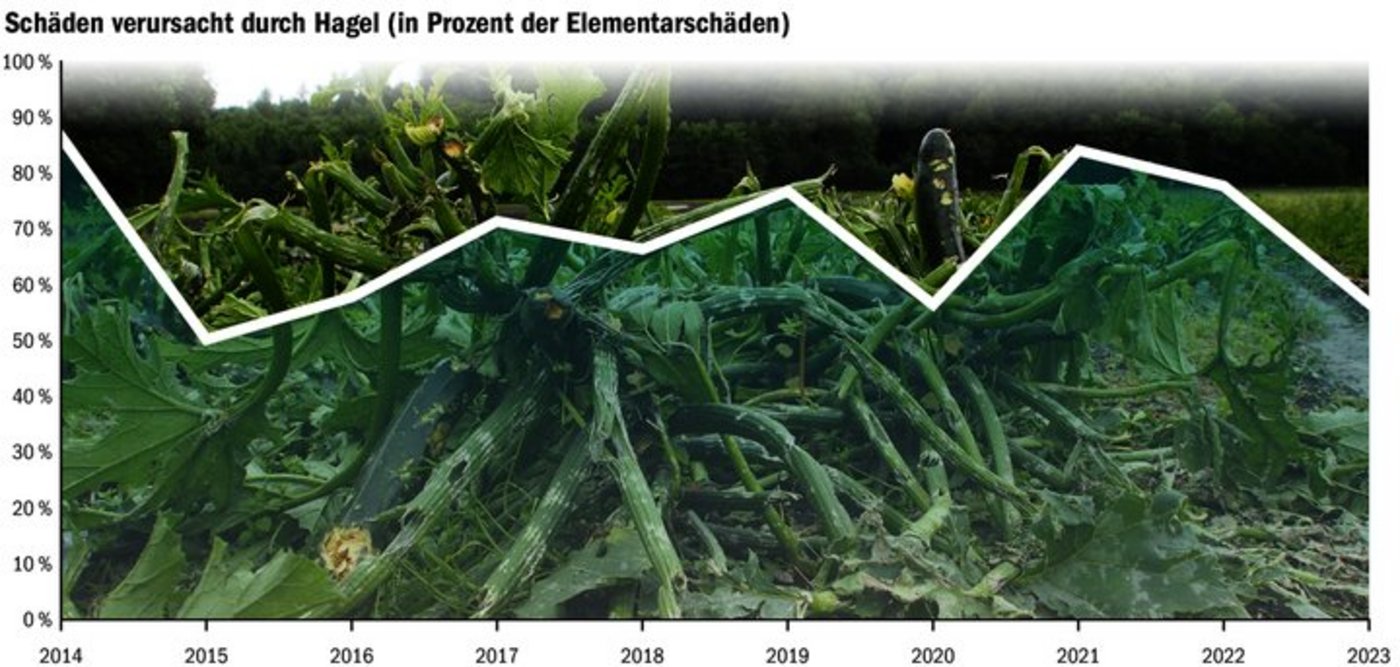 Mindestens 50 % der Schäden an landwirtschaftlichen Kulturen sind dem Hagel geschuldet.