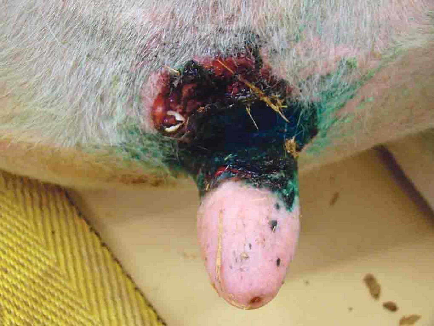 Ein von Mortellaro befallenes Euter. (Bild Wiederkäuerklinik, Vetsuisse-Fakultät der Universität Bern)