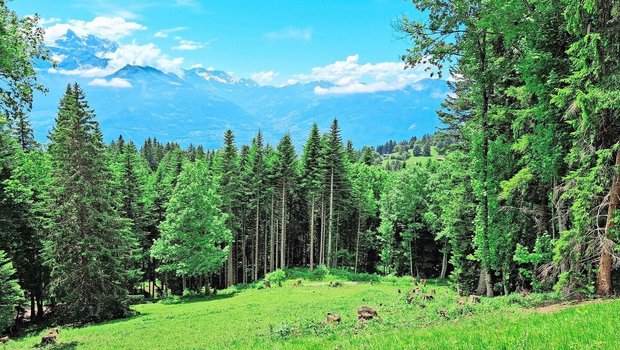 Auf den grossen Alpweiden ist es manchmal nicht einfach, die Tiere zu finden. Trotzdem inspiziert die Praktikantin ein jedes.