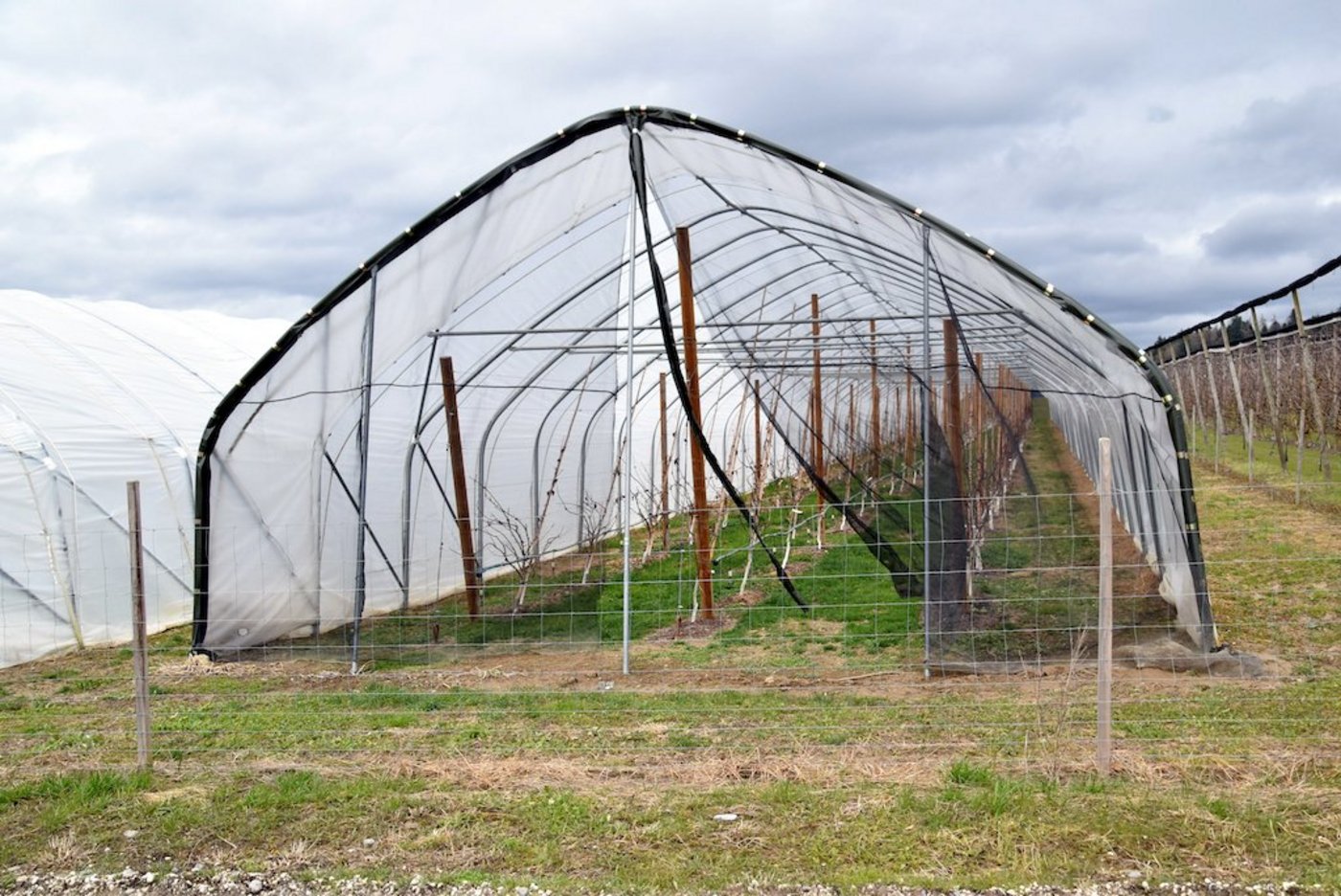 Laut dem Aargauer Bauernverband können grosse Teile der Bevölkerung nachvollziehen, dass es für einen reduzierten Pflanzenschutz gewisse Eingriffe in die Natur braucht – z. B. Folientunnel. (Bild Toni Widmer)