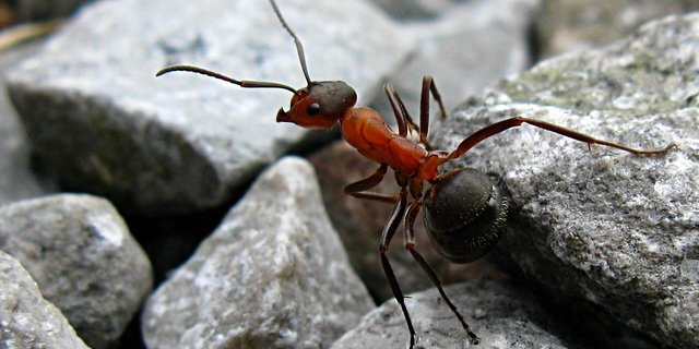 Eine Waldameise auf der Pirsch. (Bild Michael Hanselmann/Quaoar10) -