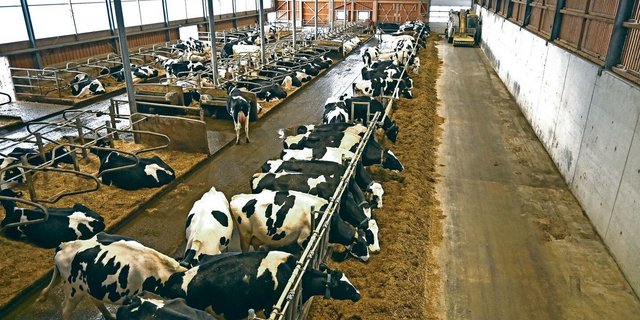 Diese Impression aus einem Schweizer Stall würde Christiane Brandes wohl gefallen: Die Kühe fressen oder liegen.