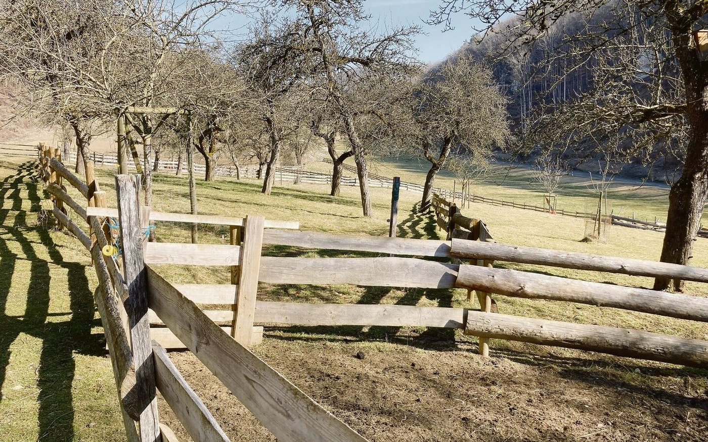 Für die Schafweiden hat Thomas Disch Holzzäune gebaut. 