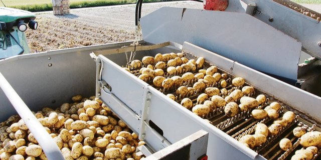 Die Ernte 2019 ist abgeräumt. Gespräche über die Abnahme der Verarbeitungskartoffeln der diesjährigen Ernte laufen.(Bild Hans Rüssli)
